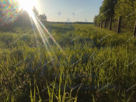 derevnya-moshkino-brilyakovskiy-selsovet-gorodeckiy-rayon фото