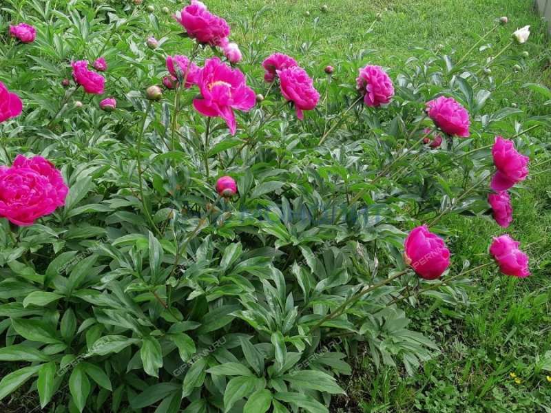 дача на ТСН № 5 ГАЗ