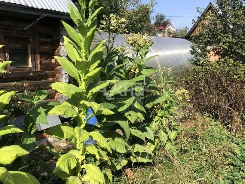 дача на СТ Пластик город Дзержинск