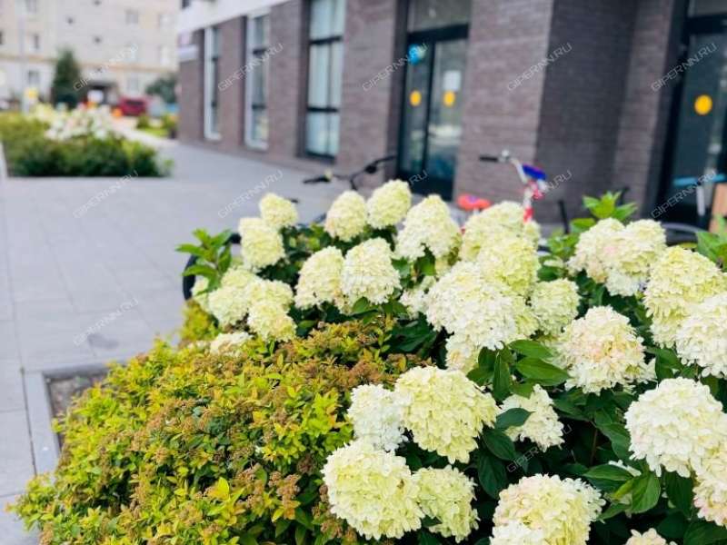 однокомнатная квартира на улице Маковского дом 25