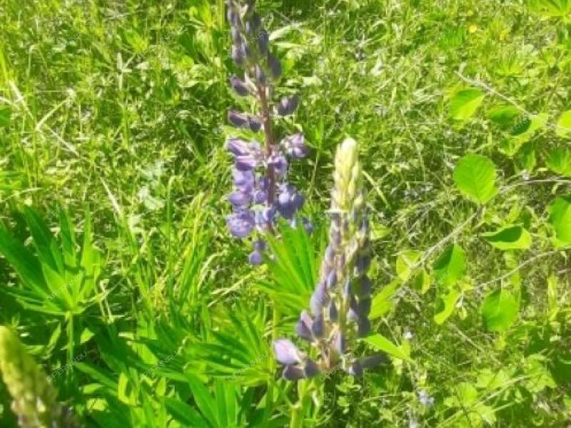 дом на Советской улице село Ильино-Заборское