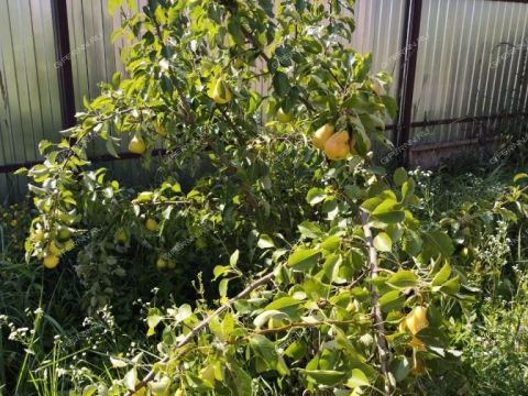 dom-derevnya-shumilovo-bogorodskiy-municipalnyy-okrug фото