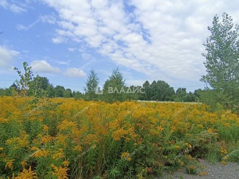 derevnya-knyazhevo-gorodskoy-okrug-bor фото