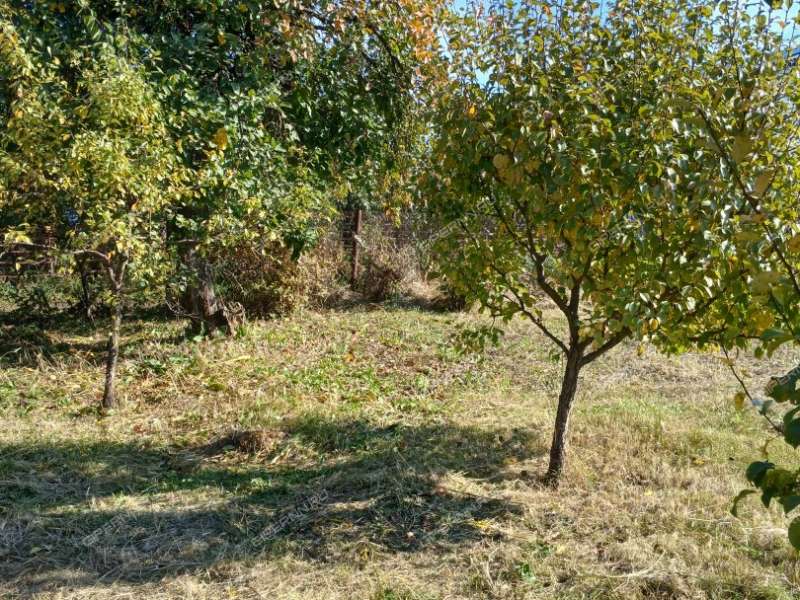 сад на улице Строкина