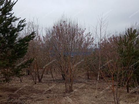 dp-cheshskie-sady-derevnya-nepecino-ter-bogorodskiy-municipalnyy-okrug фото