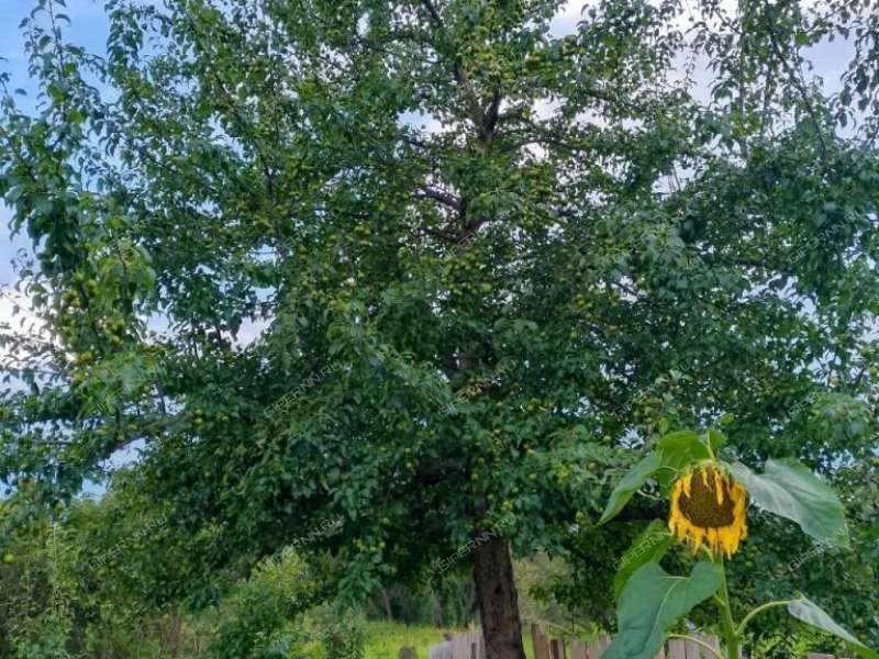 дом на Шоссейной улице село Богоявление