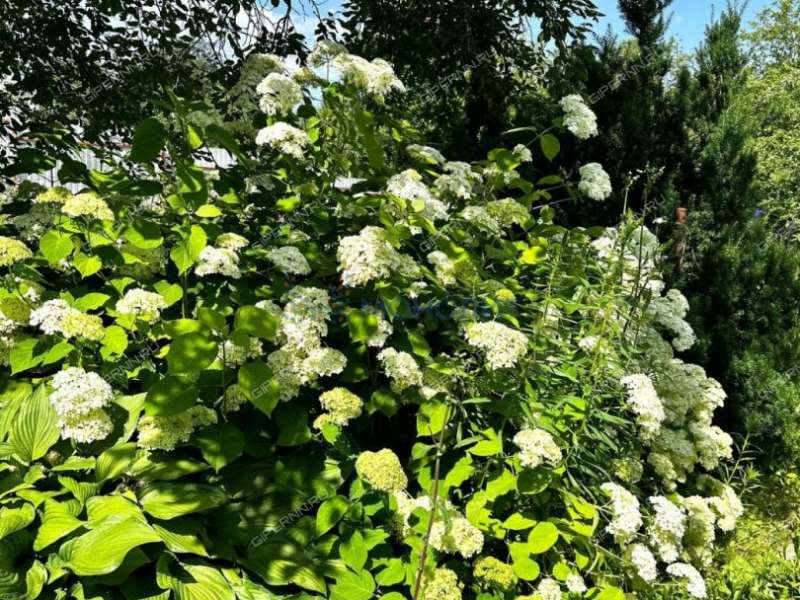 дача на СНТ Дружба