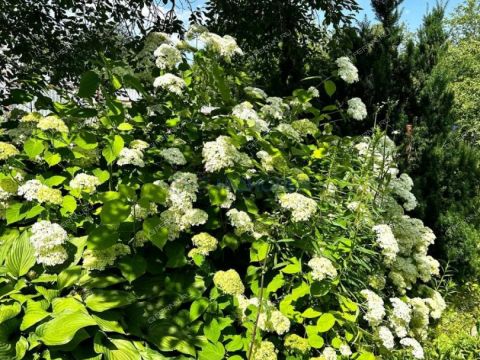 dacha-snt-druzhba-snt-druzhba фото